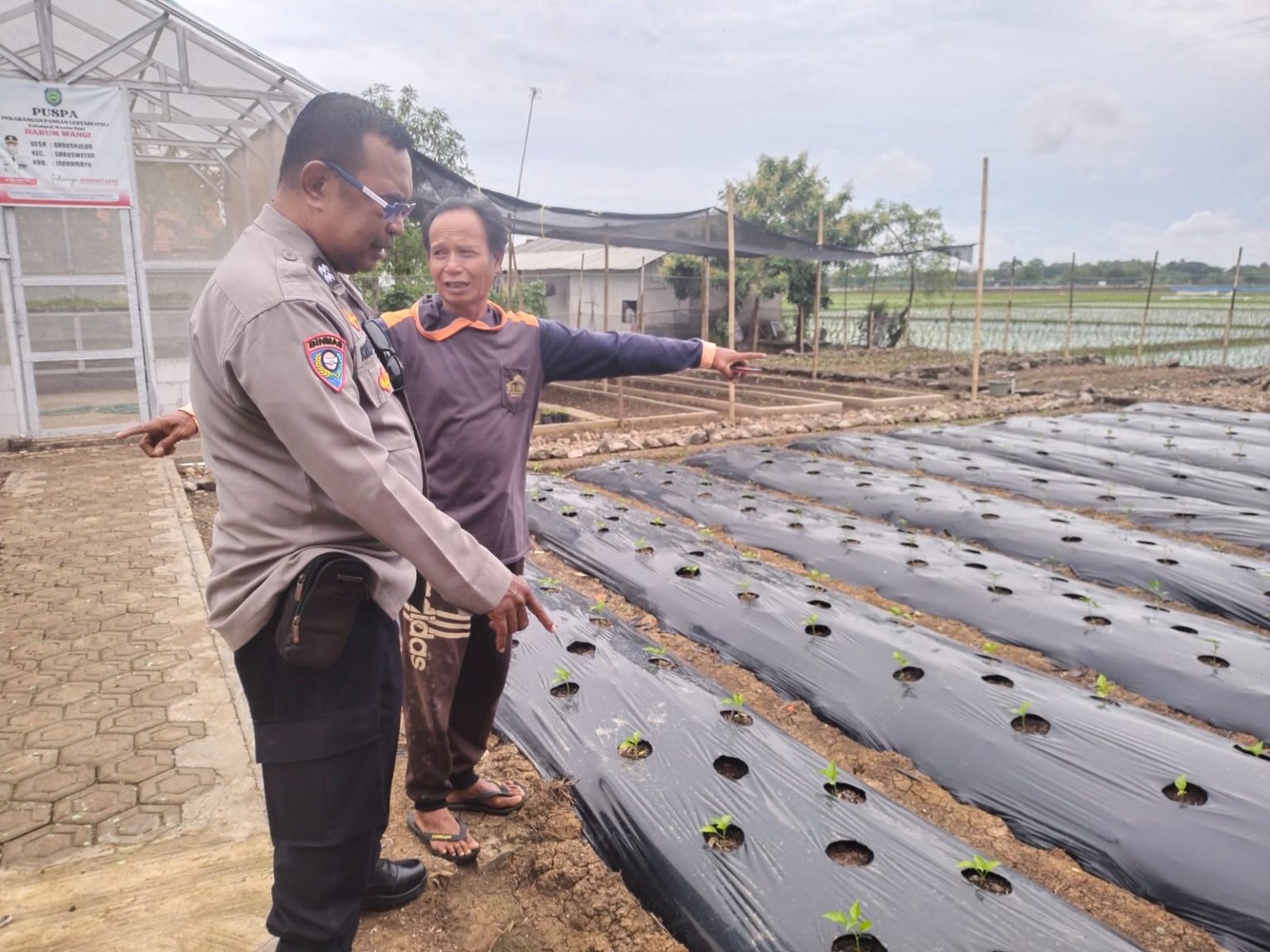Polsek Gabuswetan Dukung Ketahanan Pangan, Pantau Perkebunan Sayuran di Desa Gabus Kulon