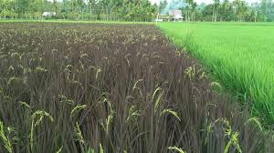 Potensi Agrowisata Padi Ungu